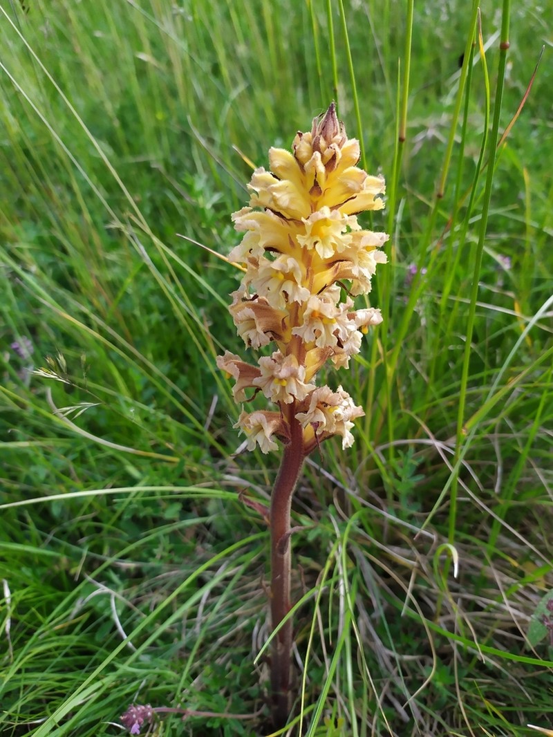 Orobanche lutea photo 5