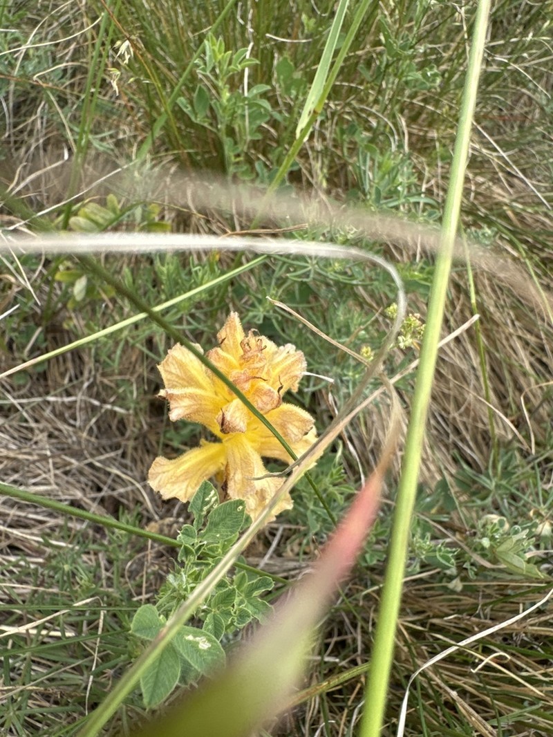 Orobanche lutea photo 6