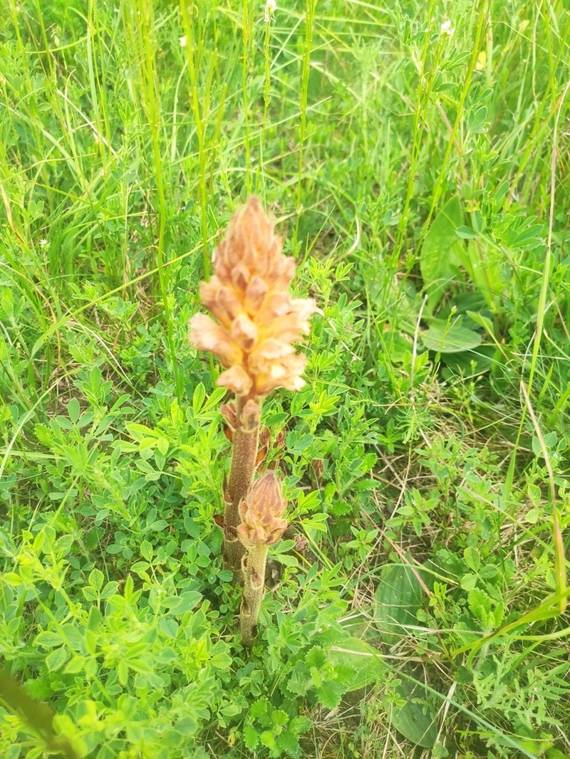 Orobanche lutea photo 7