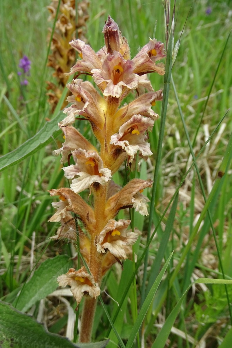 Orobanche lutea photo 8