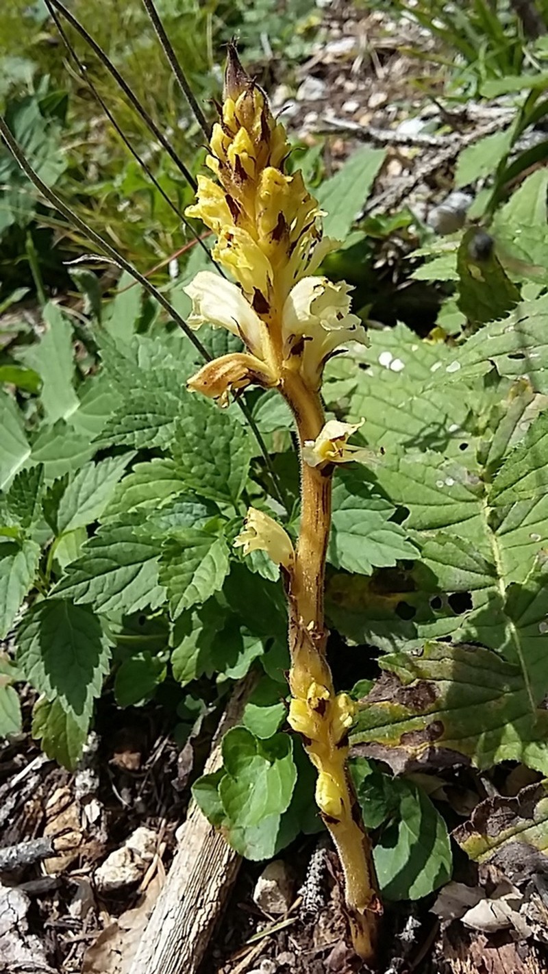 Orobanche lycoctoni