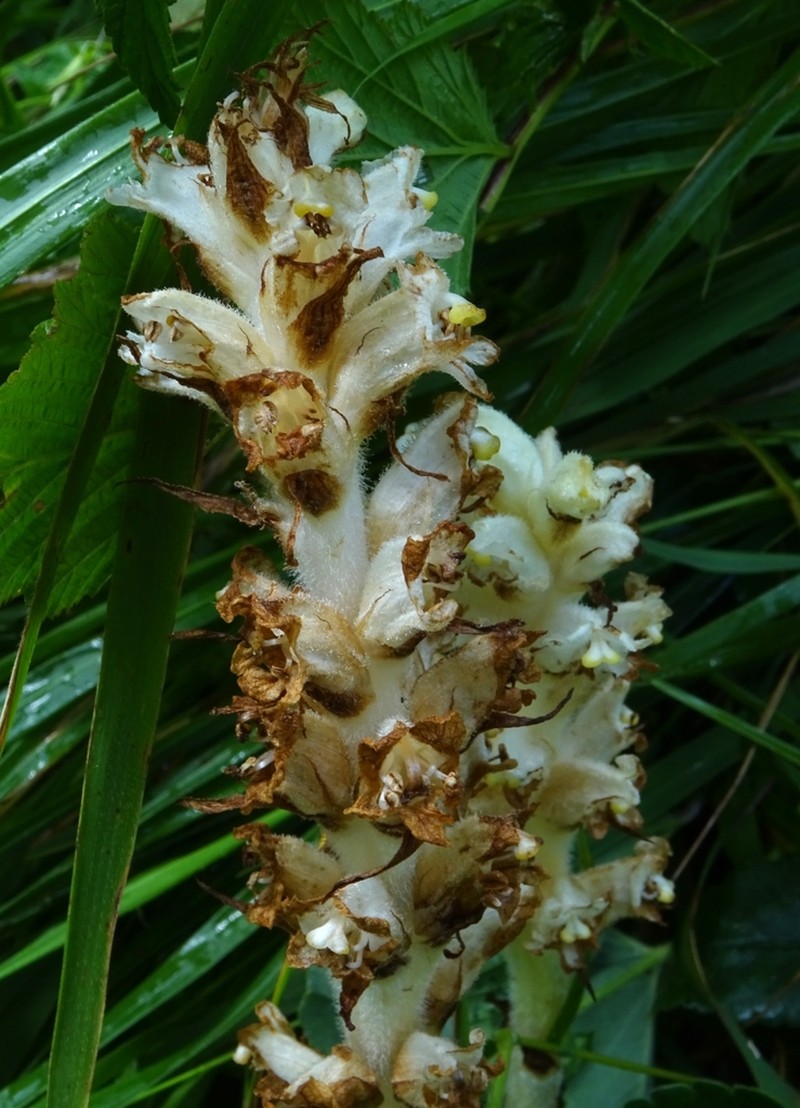 Orobanche lycoctoni photo 2