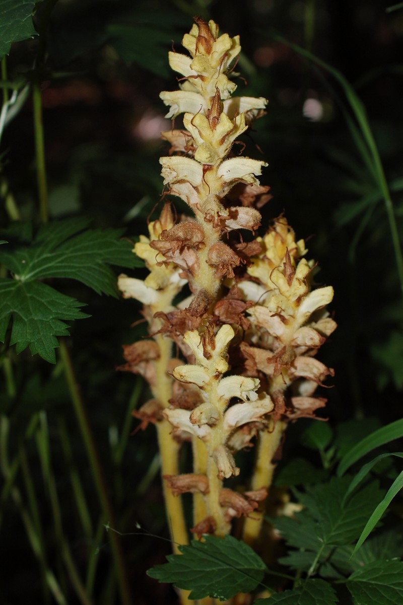 Orobanche lycoctoni photo 3