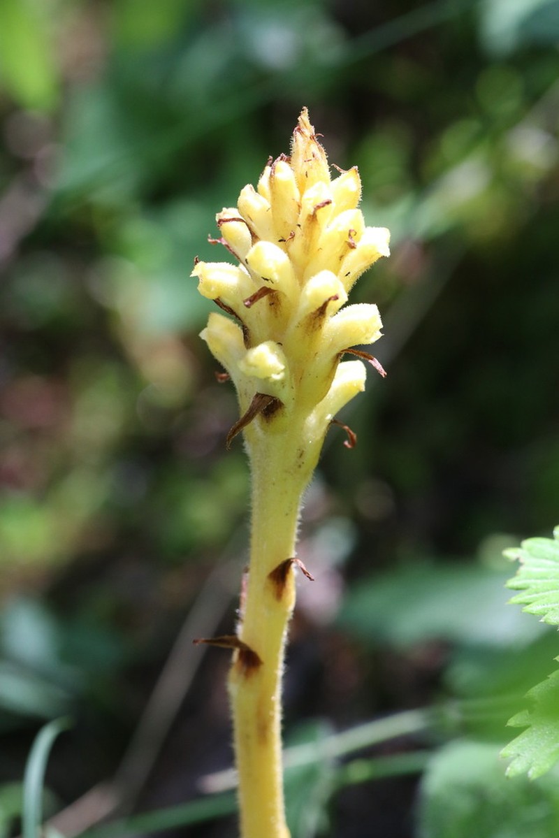 Orobanche lycoctoni photo 4