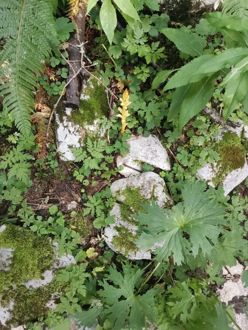 Orobanche lycoctoni photo 5