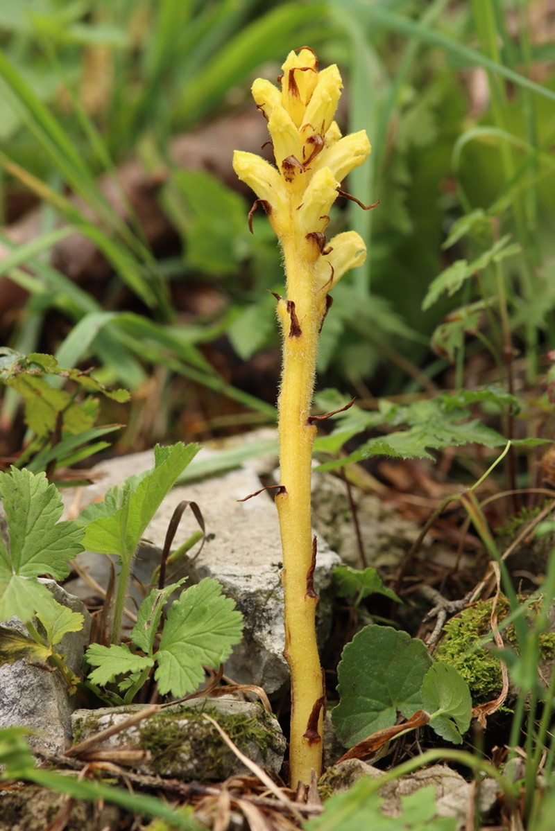 Orobanche lycoctoni photo 6