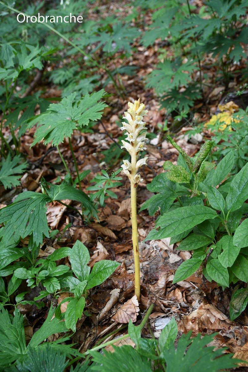 Orobanche lycoctoni photo 7