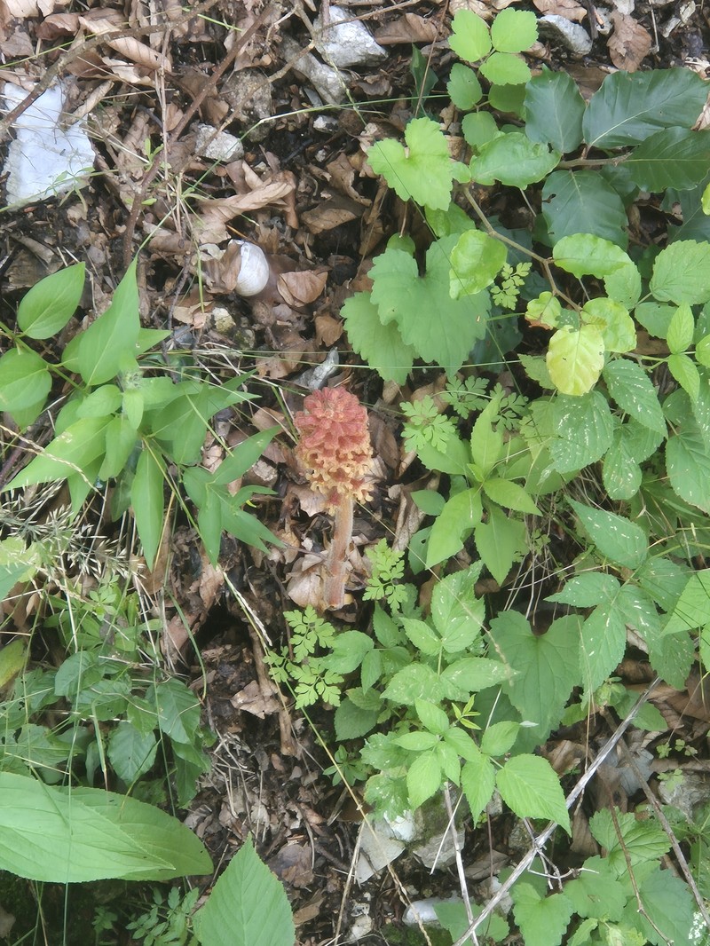 Orobanche mayeri