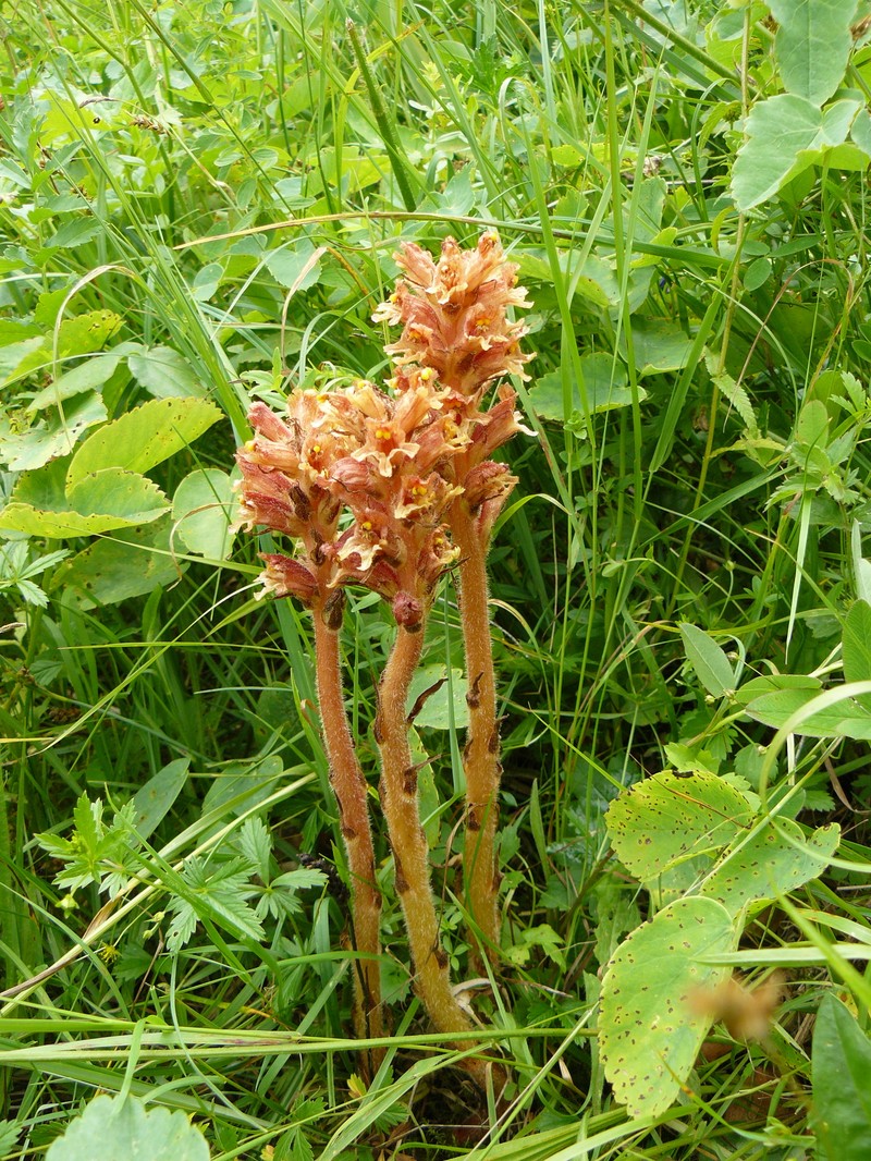 Orobanche mayeri photo 2