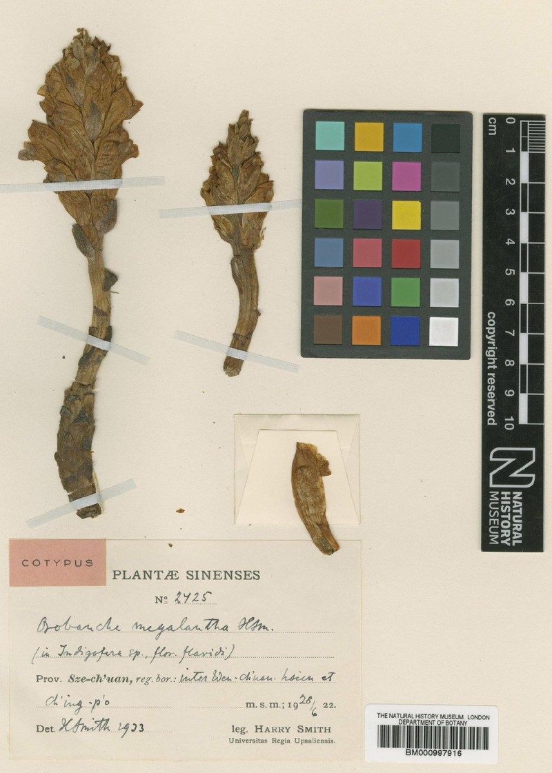Orobanche megalantha