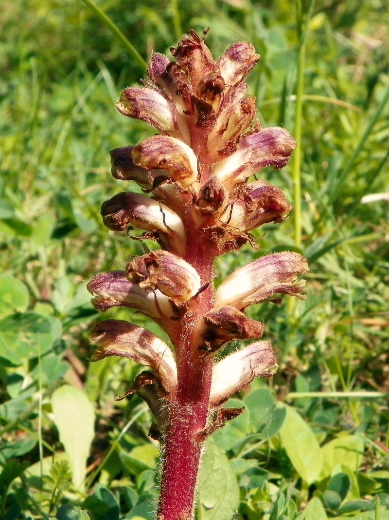 Hellroot photo 5