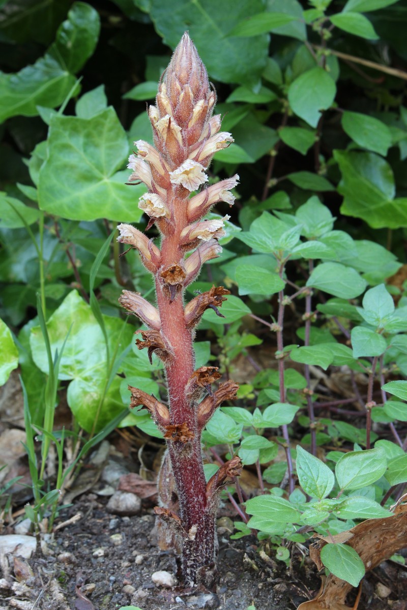 Hellroot photo 2