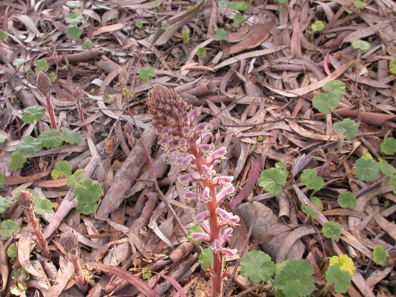 Hellroot photo 3