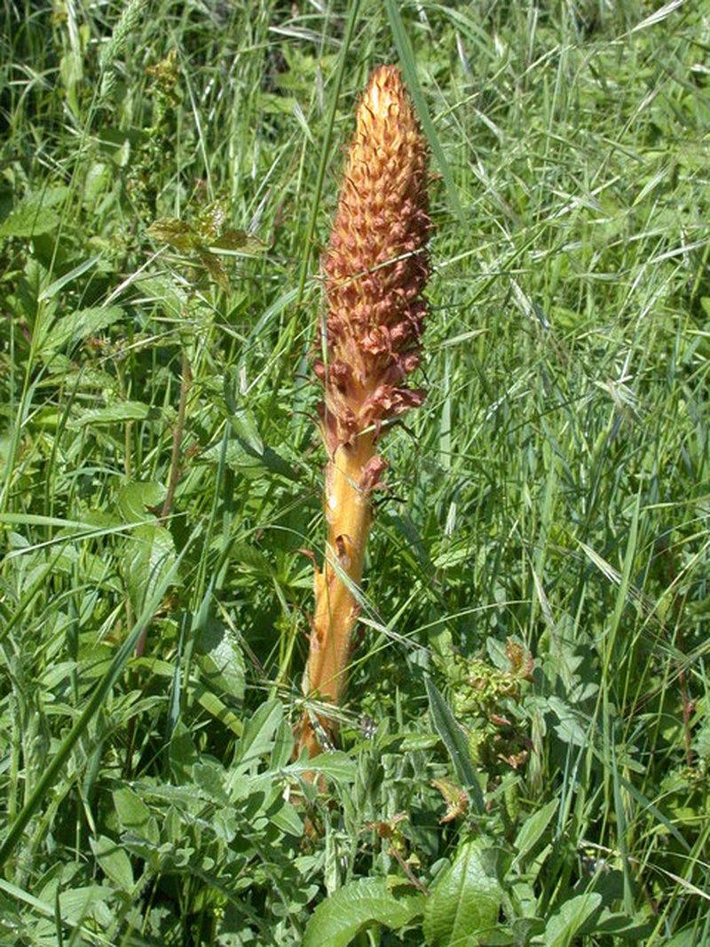 Hellroot photo 7