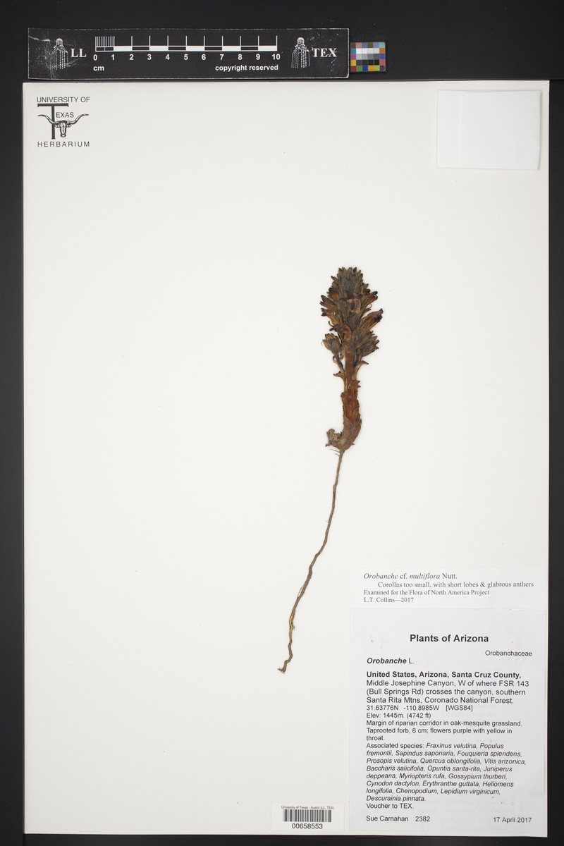Orobanche multiflora