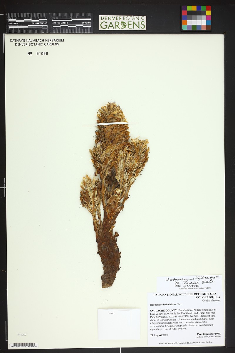 Orobanche multiflora photo 2