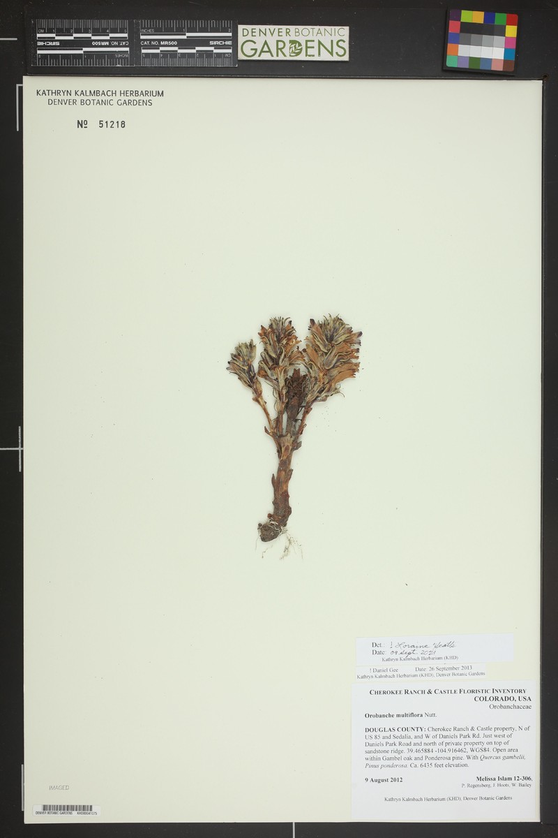 Orobanche multiflora photo 3