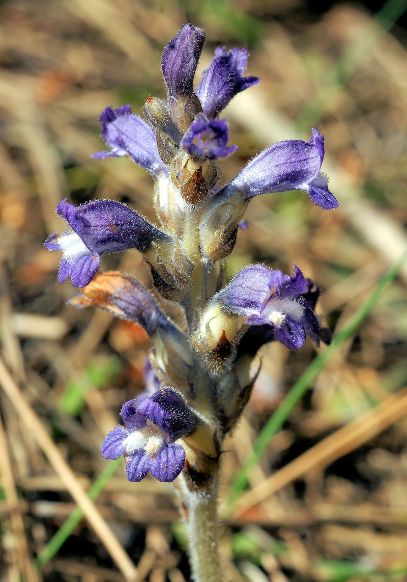 Orobanche mutelii