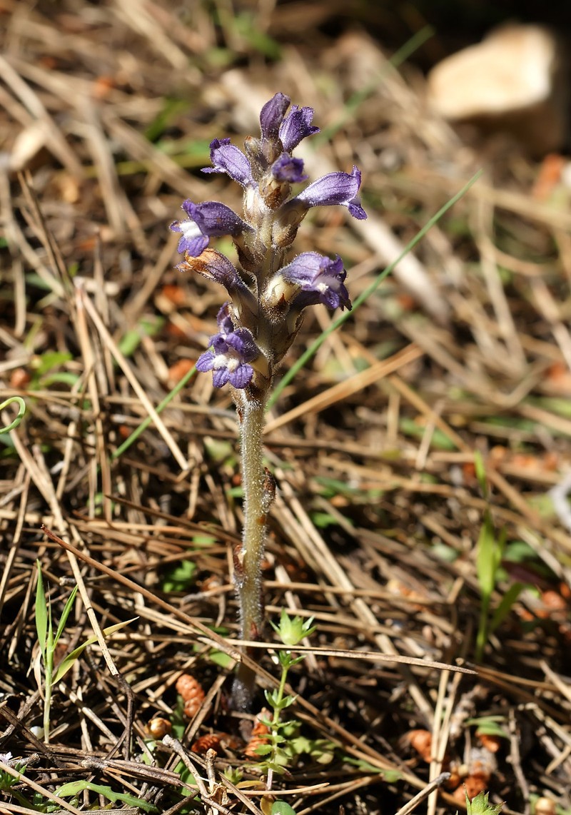 Orobanche mutelii photo 3