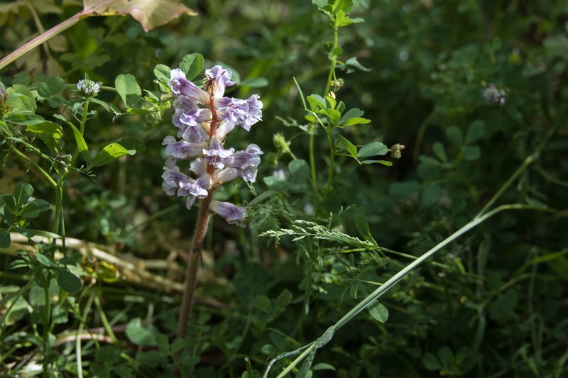 Orobanche nana
