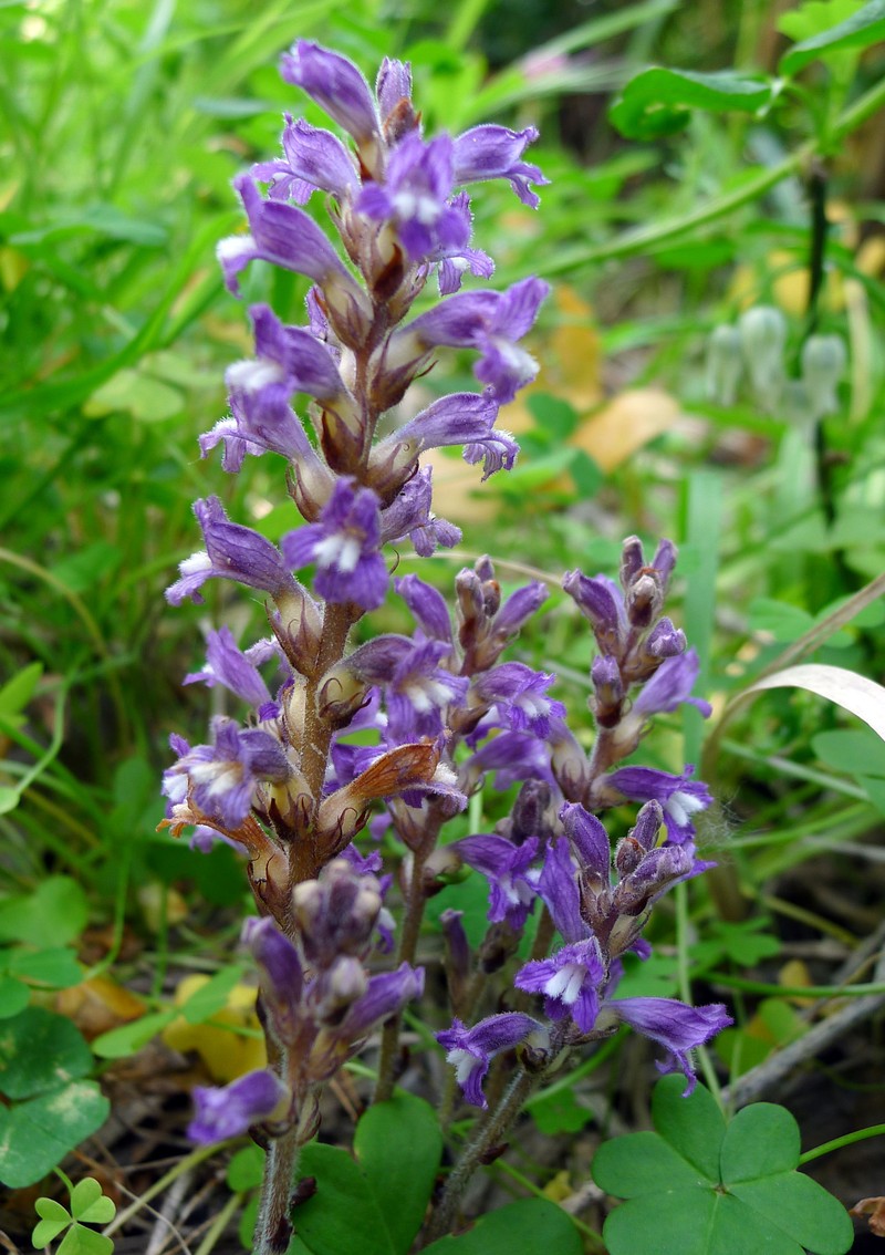 Orobanche nana photo 2