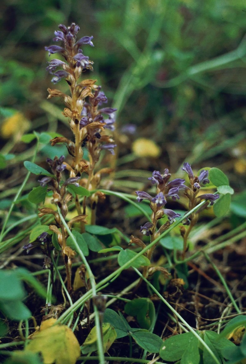 Orobanche nana photo 4