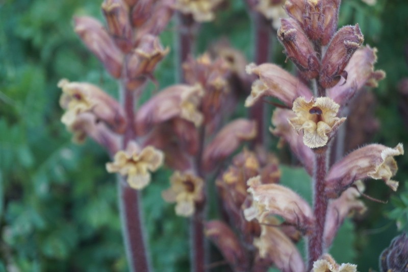 Orobanche owerinii