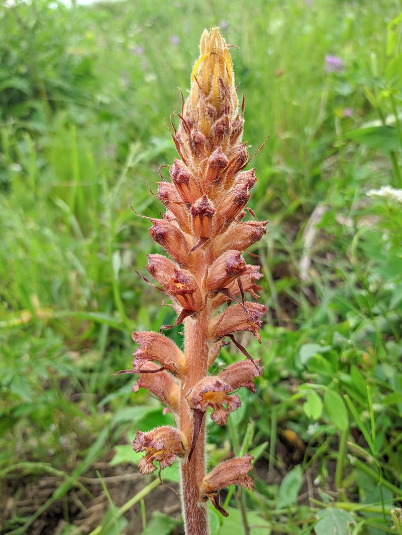 Orobanche owerinii photo 2