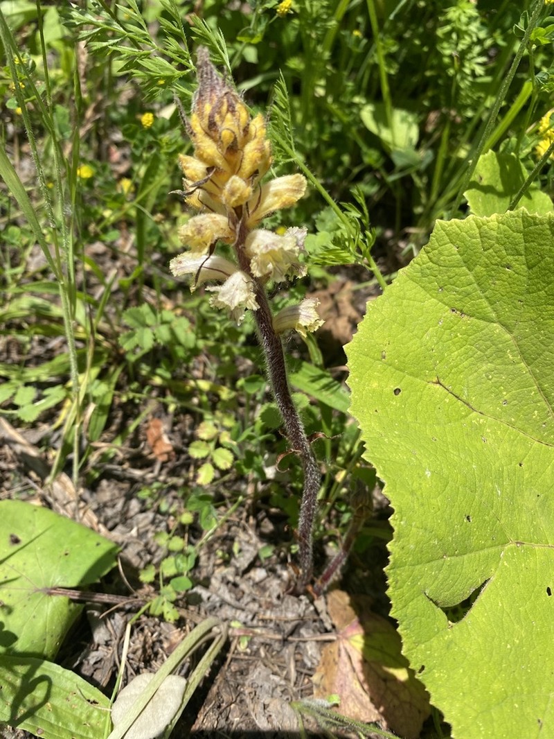 Orobanche owerinii photo 3
