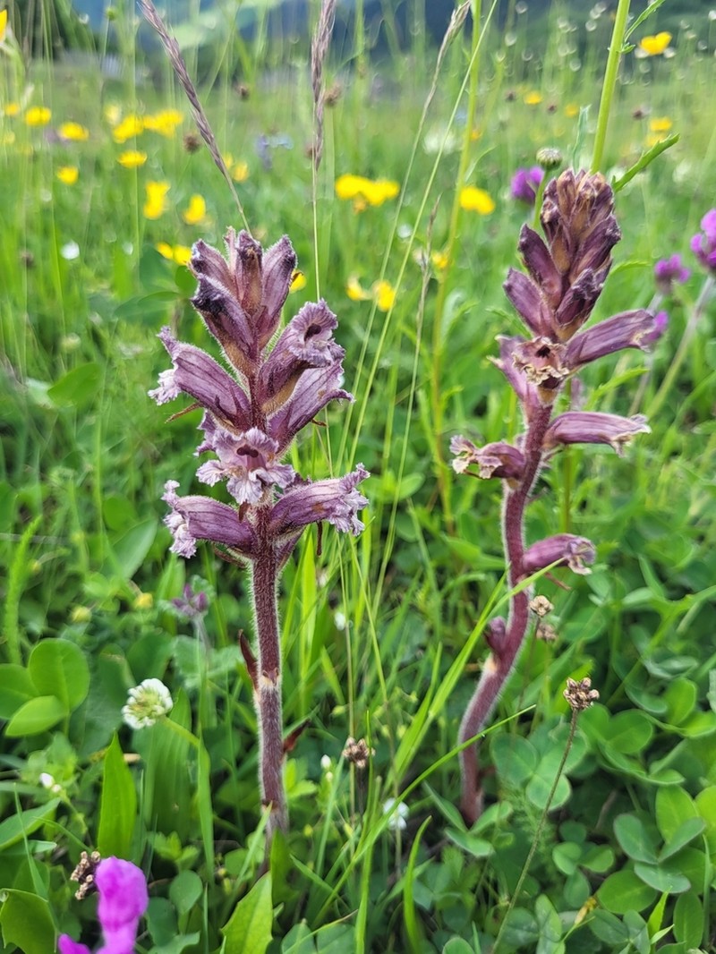 Orobanche owerinii photo 4