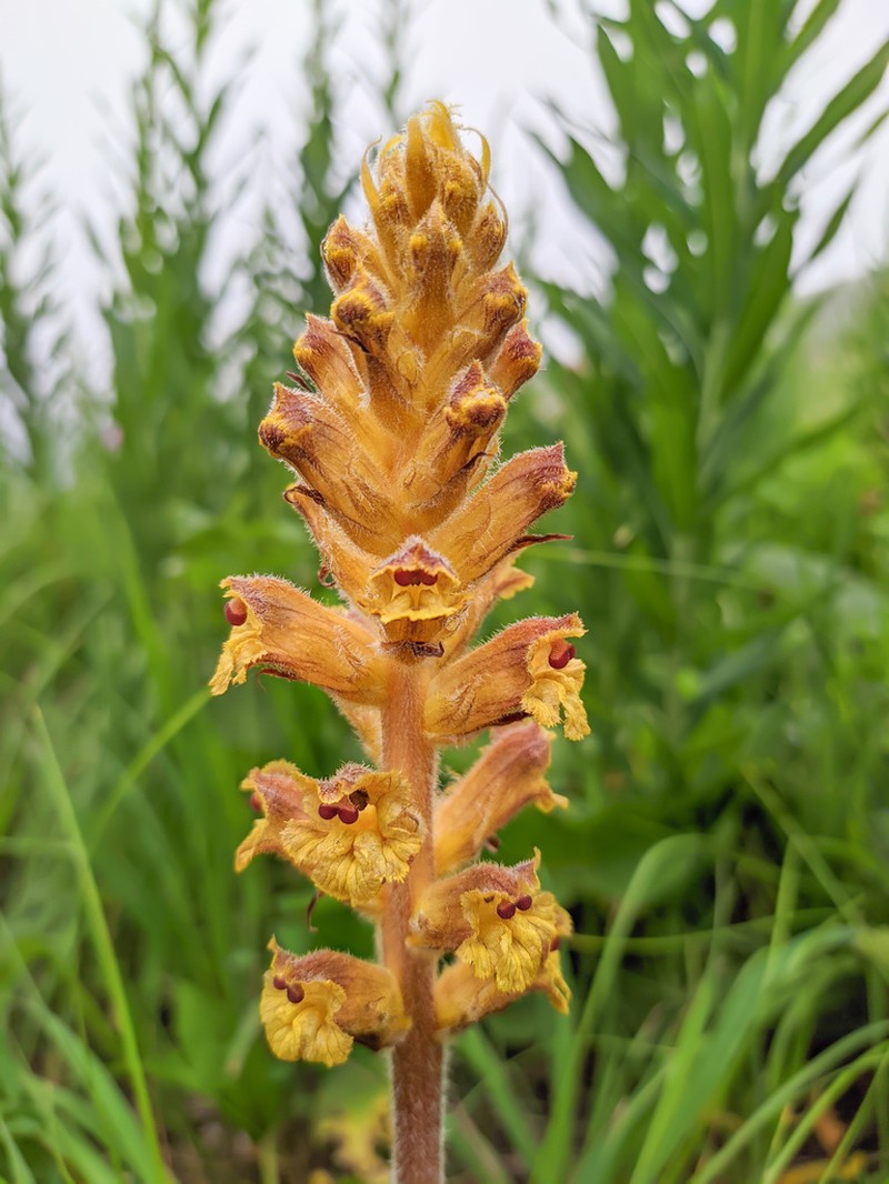 Orobanche owerinii photo 5