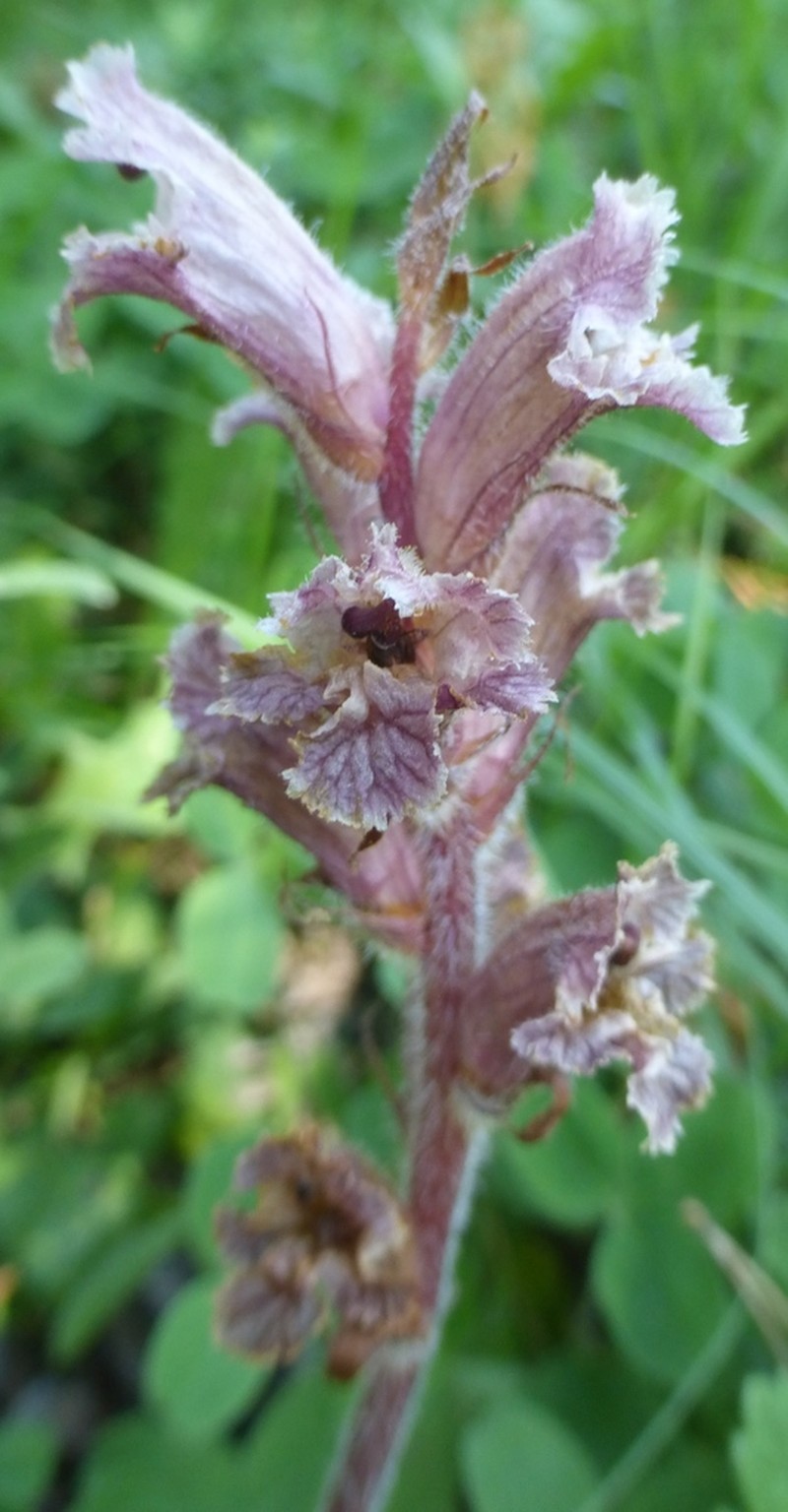 Orobanche owerinii photo 6