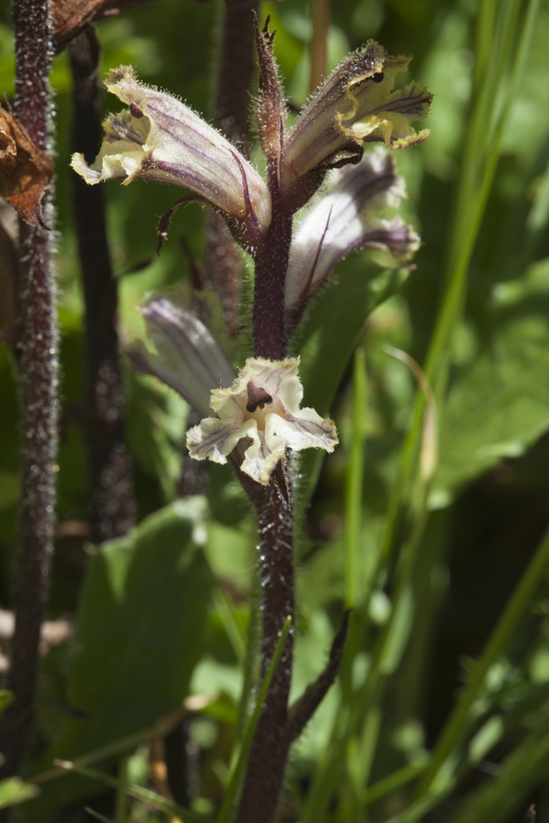 Orobanche owerinii photo 7