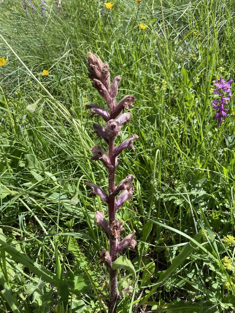 Orobanche owerinii photo 8