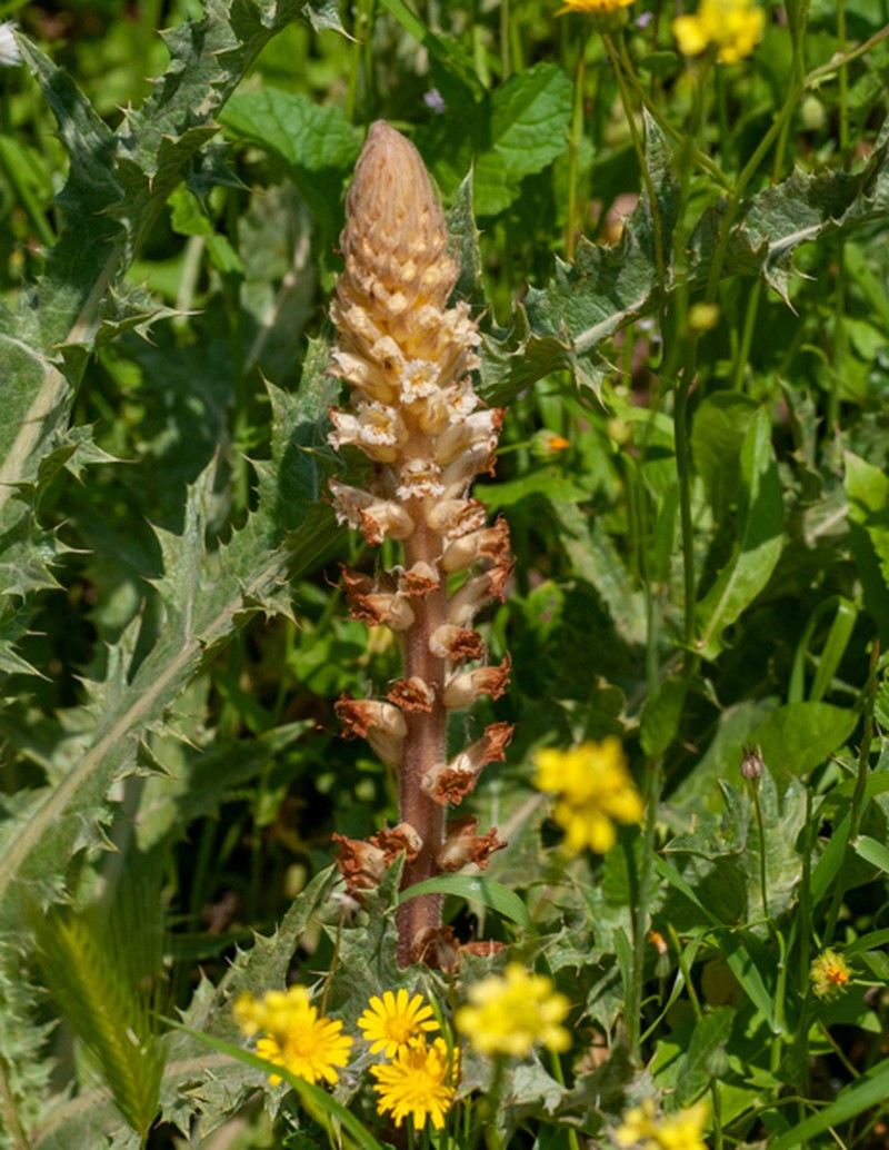 Orobanche palaestina