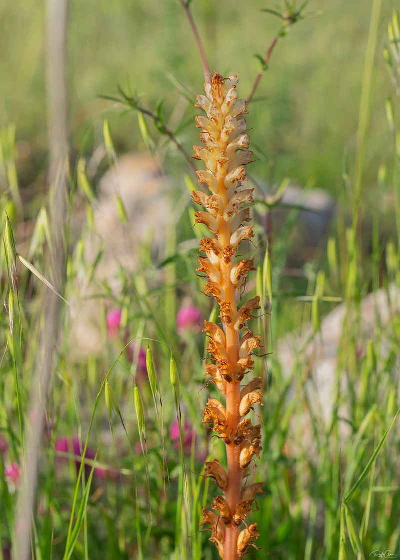 Orobanche palaestina photo 2
