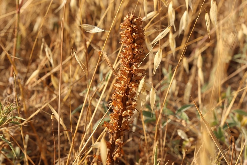 Orobanche palaestina photo 3