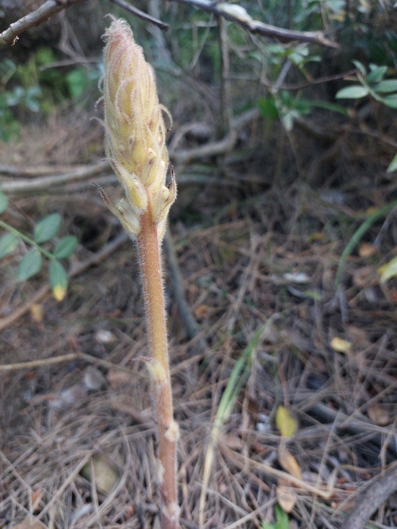 Orobanche palaestina photo 4