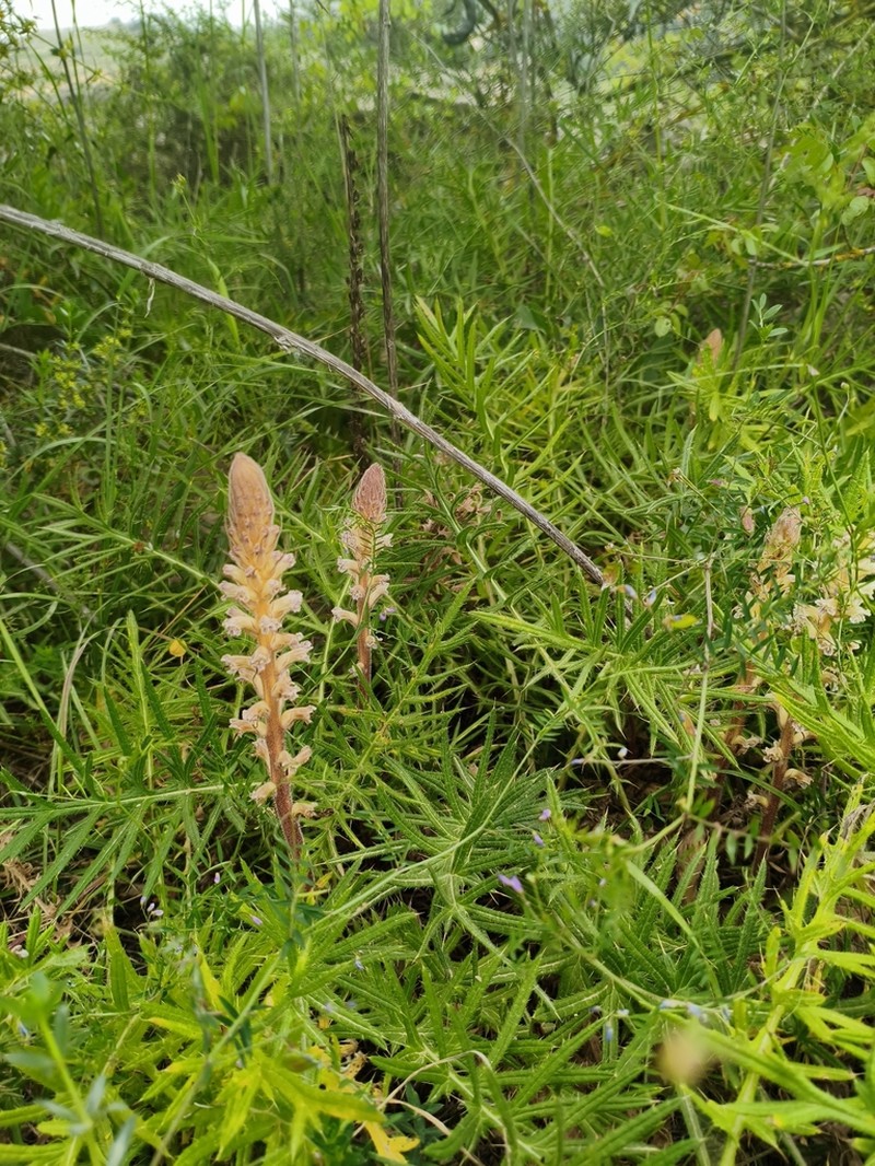 Orobanche palaestina photo 5