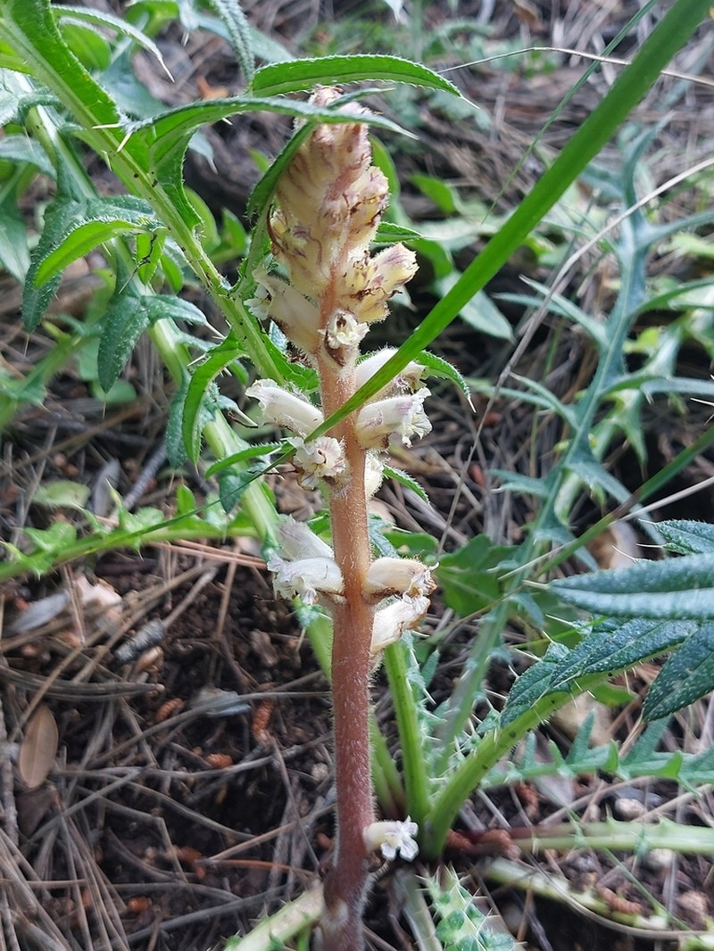 Orobanche palaestina photo 6