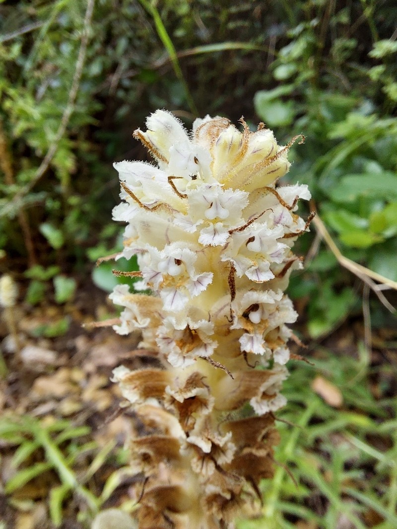 Orobanche palaestina photo 7