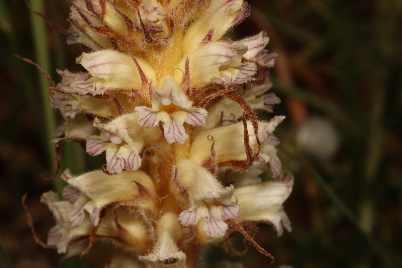Orobanche palaestina photo 8