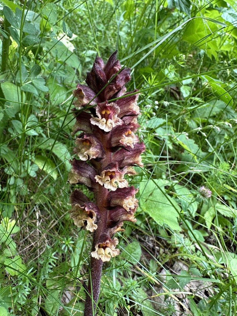Orobanche pancicii