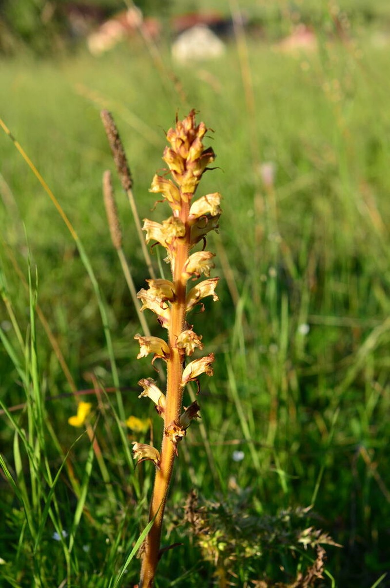 Orobanche pancicii photo 2