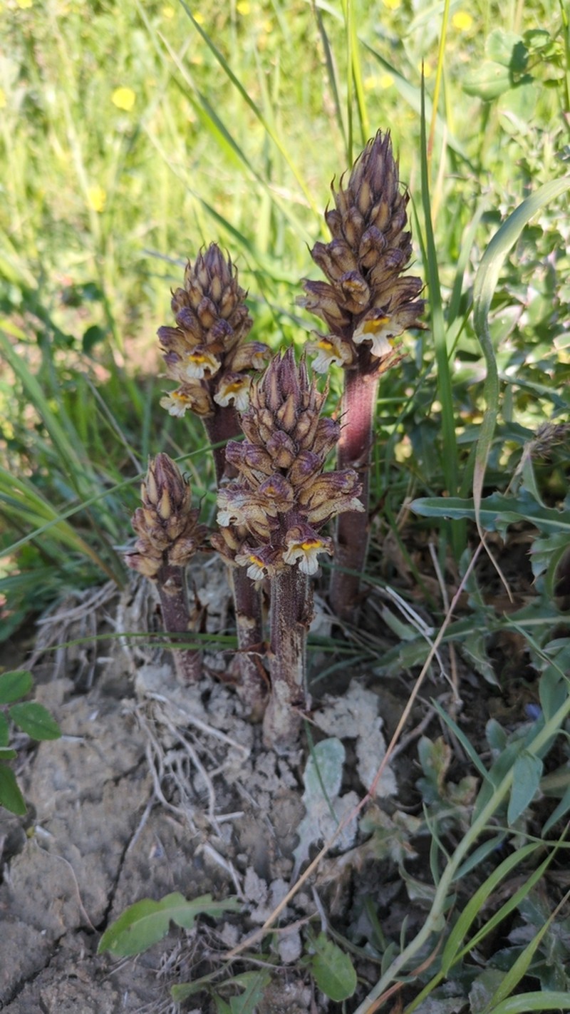 Orobanche pancicii photo 3