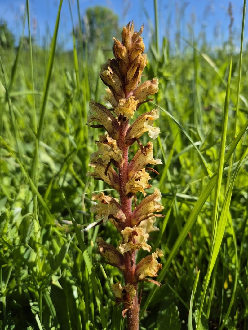 Orobanche pancicii photo 4