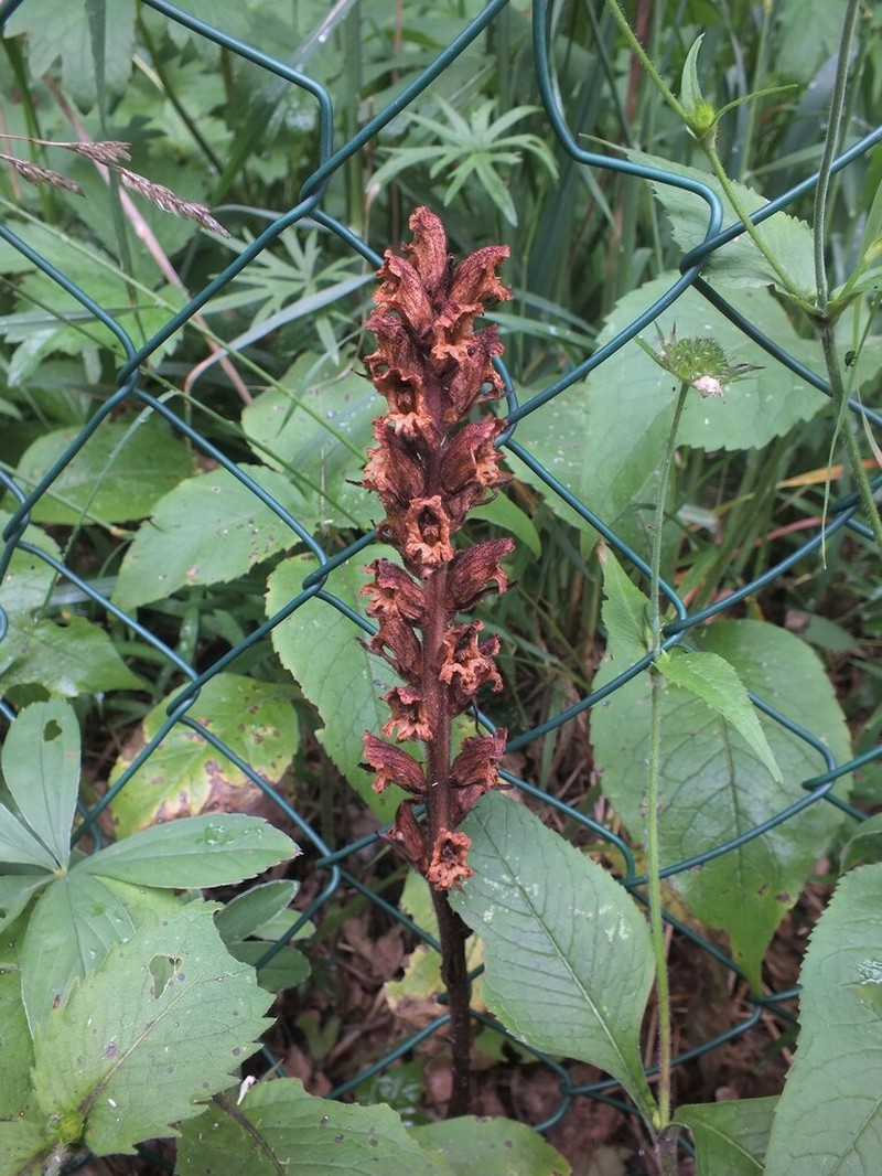 Orobanche pancicii photo 5