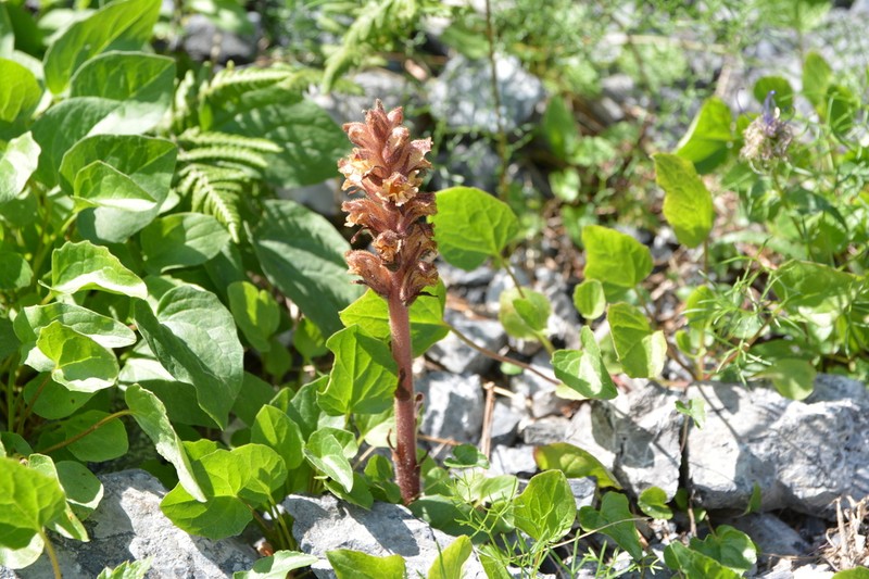 Orobanche pancicii photo 6