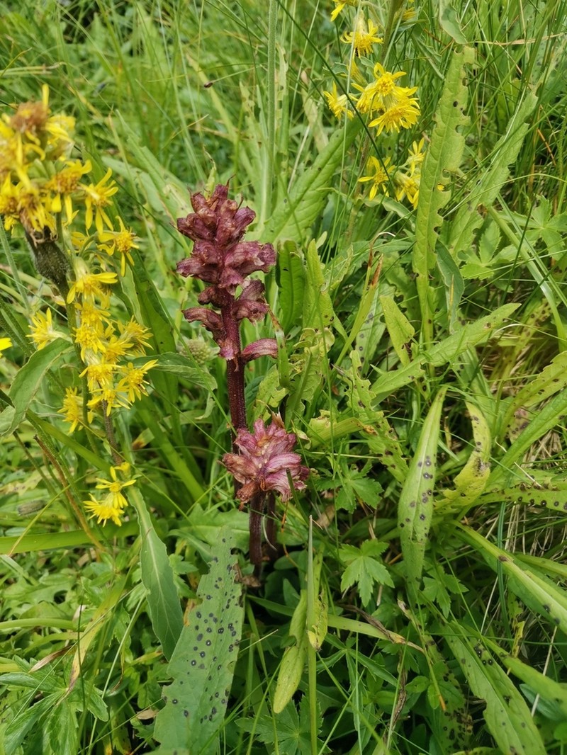 Orobanche pancicii photo 7