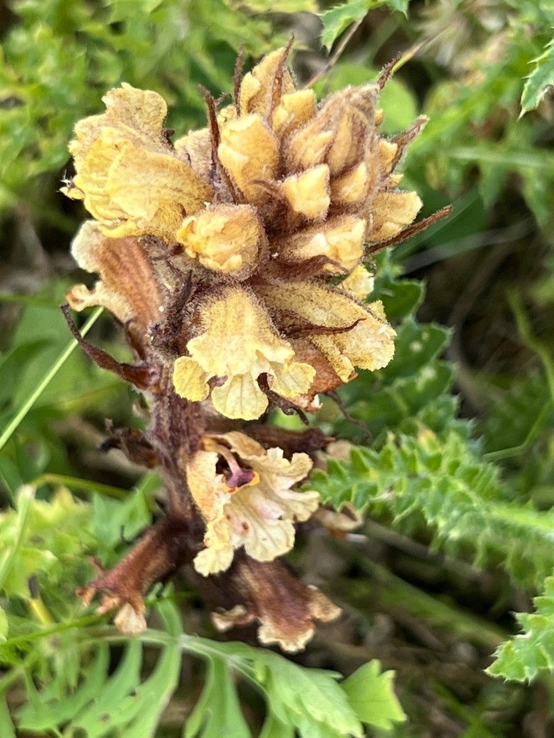 Orobanche pancicii photo 8
